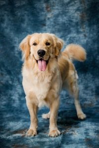 Leven met artrose bij je hond: tips voor een gelukkiger huisdier